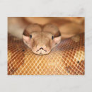 Recherche de boa cartes postales Botte