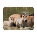 Recherche de poulain magnets Ranch
