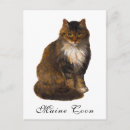 Recherche de cocon cartes postales Maine coon