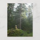 Suche nach doges postkarten Wald