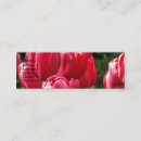 Suche nach tulpen visitenkarten Botanisch
