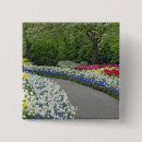 Suche nach narzissen buttons Tulpe