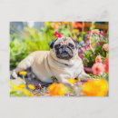 Suche nach pug postkarten Dog