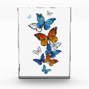Recherche de photos de papillon Illustration