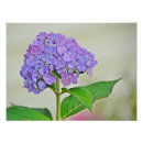 Suche nach hydrangea blume poster Foto