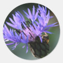 Suche nach kornblume aufkleber Blumen