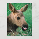 Suche nach liegend postkarten Tier