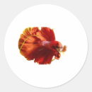 Recherche de poisson rouge autocollants Poisson d'eau douce