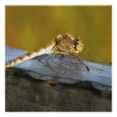 Recherche de se reposer posters Nature
