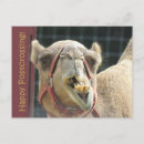 Recherche de camel cartes postales Animaux