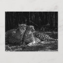 Suche nach schwarze flecken postkarten Fotografie