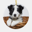 Suche nach pet ornamente Foto hinzufügen