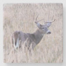 Recherche de buck dessous de verres Blanc
