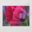 Suche nach poppy postkarten Rosa