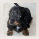 Suche nach dachshund puzzle Haustier