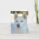 Suche nach sibirischer husky karten Blaue augen