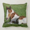 Suche nach fohlen kissen Foto