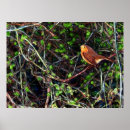Recherche de haie posters Oiseau
