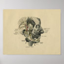 Suche nach menschliches gesicht poster Anatomie