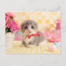 Recherche de munchkin cartes postales Chaton