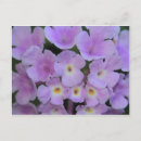 Suche nach lantana poster Pflanze