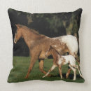 Suche nach fohlen kissen Appaloosa