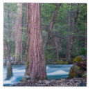 Suche nach mammutbaum fliesen Wald