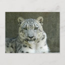 Suche nach exotische katzen poster Tiere