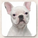 Recherche de vue face dessous de verres Animaux