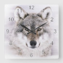 Recherche de loup sauvage horloges Canine