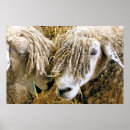 Suche nach lustige schafe poster Niedlich