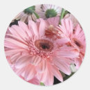 Recherche de gerbera autocollants Photographie
