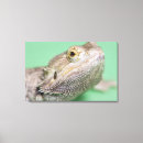 Suche nach eidechse poster leinwandbilder Kaltblütig