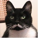 Recherche de animaux familiers photo sculptures Noir