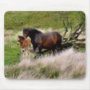 Recherche de mares tapis souris Photographie