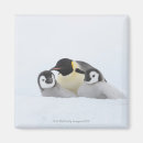 Suche nach kaiser magnete Wild lebende tiere