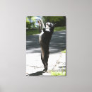 Suche nach boston terrier leinwandbilder Stehend