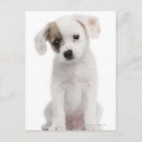 Recherche de de race cartes postales Mignon