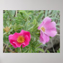 Suche nach wilde rose poster Wildblumen