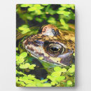 Suche nach frosch fotoplatten Amphibien