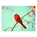 Recherche de cardinal rouge posters Fleurs
