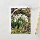 Recherche de snowdrops cartes postales Floral