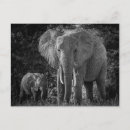 Suche nach grauer elefant postkarten Baby