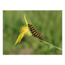Recherche de chenille posters Orange