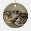 Recherche de domestiqué maison deco Chatons