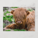 Recherche de shaggy posters Bétail