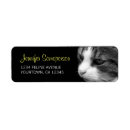 Recherche de chat tigré photographie Chats