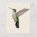 Recherche de de colibri cartes postales Animal