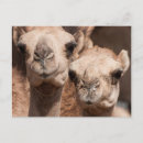 Suche nach michael defreitas postkarten Grenze danita