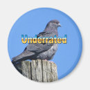 Recherche de ornithologie magnets Colombe